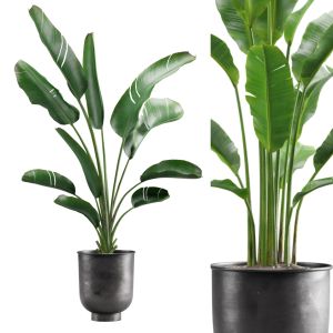 Strelitzia Set - Banana Plant