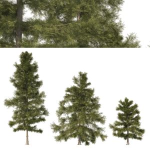 3 Cyprus Cedar