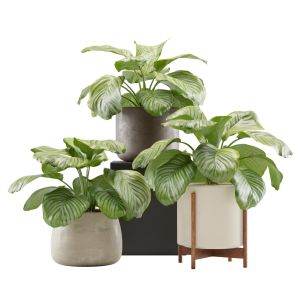 Calathea Orbifolia Set