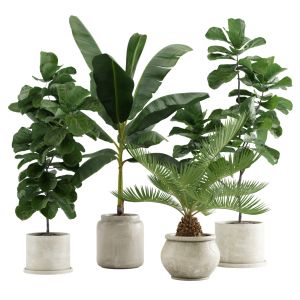 Indoor Plants Pack 11