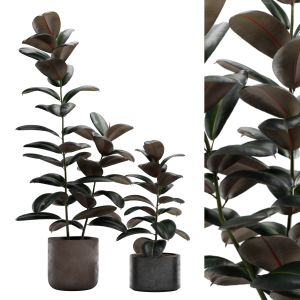 Ficus Elastica Burgundy - Rubber Tree