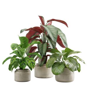 Calathea Plants Pack