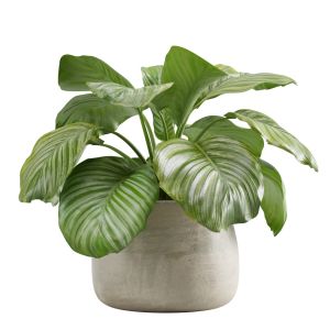 Calathea Orbifolia