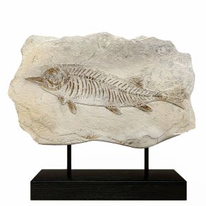 Fossil, Figurine, Fish, Decor