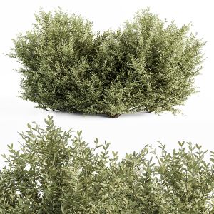 Buxsus Leaf Bush - Bush Set 27