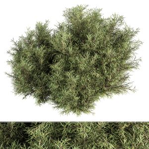 Needle Leaf Bush - Bush Set 32