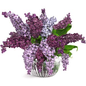 Lilac Bouquet