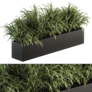 Outdoor Plant Set 232 - Polypodiales In Plant Box