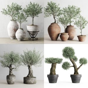 Olive Trees Collection