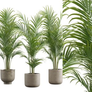 Dypsis Lutescens Set - Areca Palm