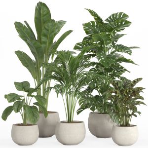 Indoor Plant Set 023