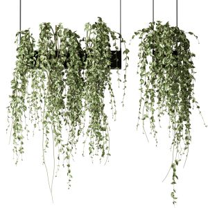 Bouquet Collection 08 - Decorative Hanging Plants