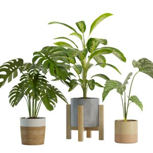 Indoor Exotic Plants Pack