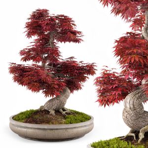 Bonsai Japanese Maple Decorative Tree 03