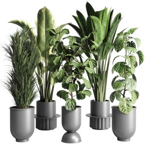 Collection Indoor Plant 187 Pot Palm Ficus Rubbery