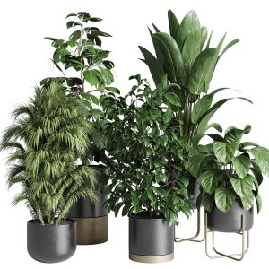 Collection Indoor Plant 225 Plant Ficus Rubbery