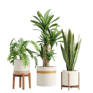 Indoor Plants Pack 06