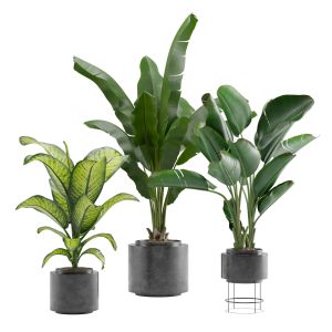 Indoor Plants Pack 07