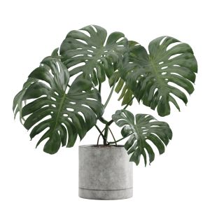 Monstera Deliciosa Swisscheese Plant