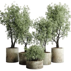 Outdoor Plant  Set 154 Pot Old Olive Tree Concrete