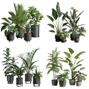 Indoor Plants Collection 01