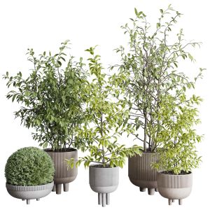 Indoor Plant Set 371 Concrete Vase Plant Tree Shru