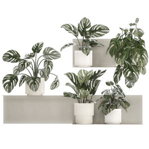 Wall Shelf With Monstera In Pots Vertical Garden