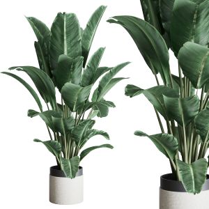 Indoor Plant 373 Plant Ravenala Concrete Dirt Vase