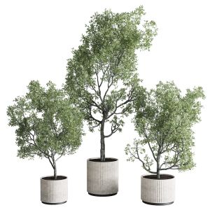 Indoor Plant Set 374 Plant Tree Bush Concrete Dirt