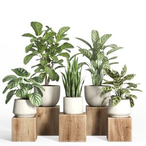 Indoor Plant Set 49-concrete Pot