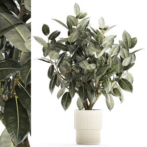 Beautiful Ficus Elastica Tree In A Flower Pot