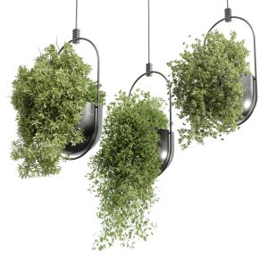 Hanging Plants Set 377 - Indoor Plant