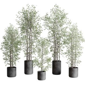 Indoor Plant Set 375 Plant Tree Branch Bush Concre