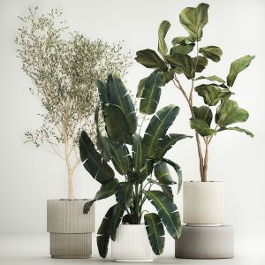 Beautiful Plants For The Interior In Flowerpots