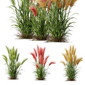 Hordeum Jubatum Foxtail Barley Ornementale Orge