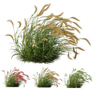 Hordeum Jubatum Foxtail Barley Ornementale Orge003