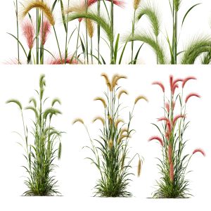 Hordeum Jubatum Foxtail Barley Ornementale Orge V4