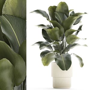 Beautiful Exotic Plant Calathea Lutea In A Pot