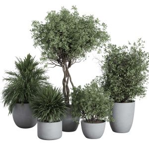 Outdoor Plant Set 156 Plant Tree Palm Bush Concret