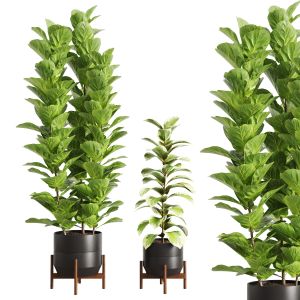 Indoor Plants-009-ficus Set