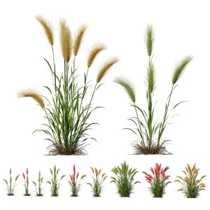 Hordeum Jubatum Foxtail Barley Ornementale Orge V5