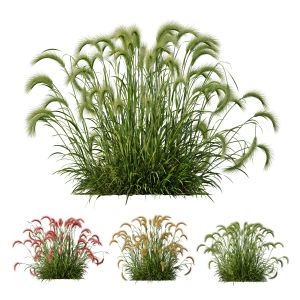 Hordeum Jubatum Foxtail Barley Ornementale Orge V3