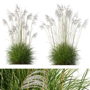 Miscanthus Nepalensis Sinensis Sarabande Adagio