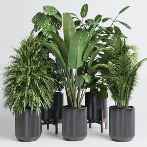 Indoor Plant Set 378 Ravenala Ficus Rubbery Monste