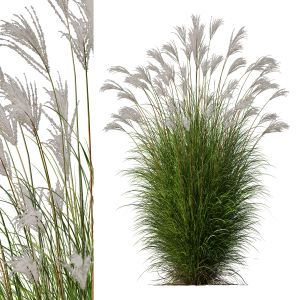 Miscanthus Nepalensis Sinensis Saraband Adagio V4