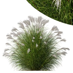 Miscanthus Nepalensis Sinensis Sarabande Adagio V5