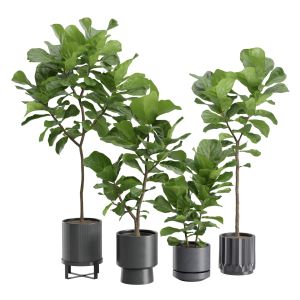 Ficus Lyrata In Dark Planters