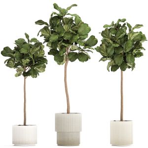 Beautiful Ficus Lyrata Trees In Flowerpots