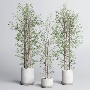 Indoor Plant Set 379 Plant Tree Branch Bush Concre