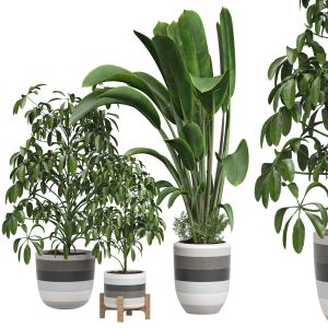 Indoor_plant_281